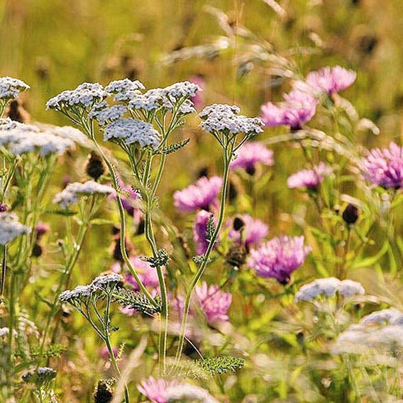 Fragrant Flowers Mix