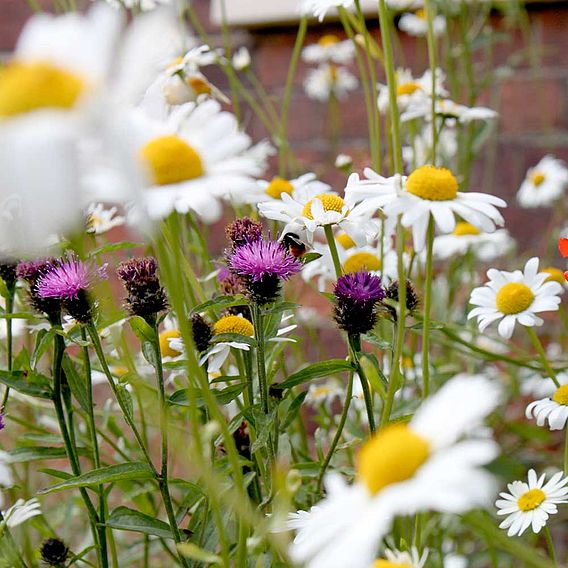 Pretty Perennials Mix