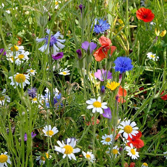 Colourful Annuals Mix
