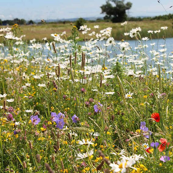 Native British Wildflower Mix Seeds - Window Box