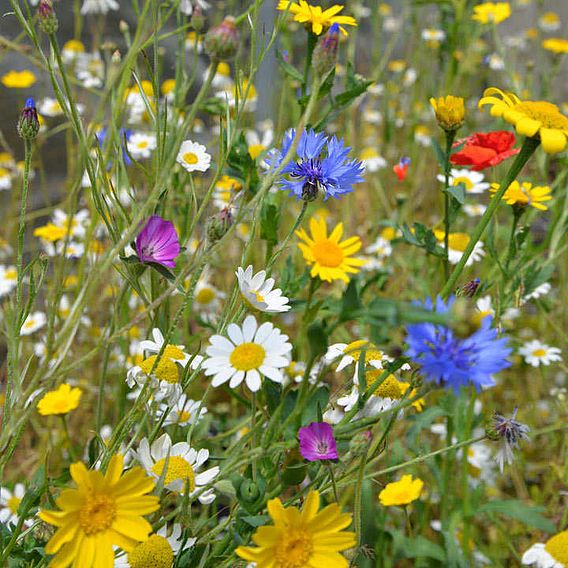 Native British Wildflower Mix Seeds - Patio Pots