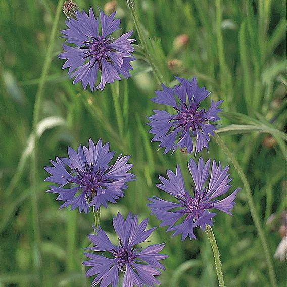 Cornflower 'Wild' - Seeds