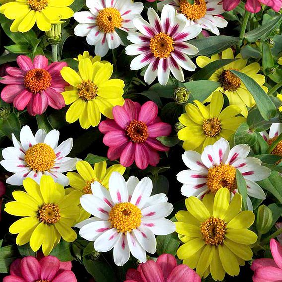 Zinnia Seeds - Raspberry Lemonade