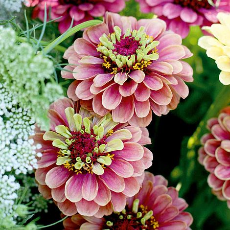Zinnia 'Queen Lime Red' - Seeds