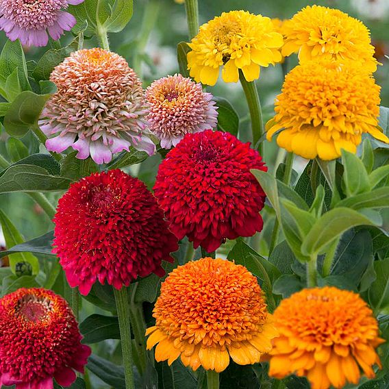Zinnia 'Dobies Faberge Selection' - Seeds