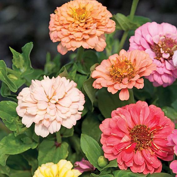 Zinnia 'Dobies Florist Pastels Mixed' - Seeds