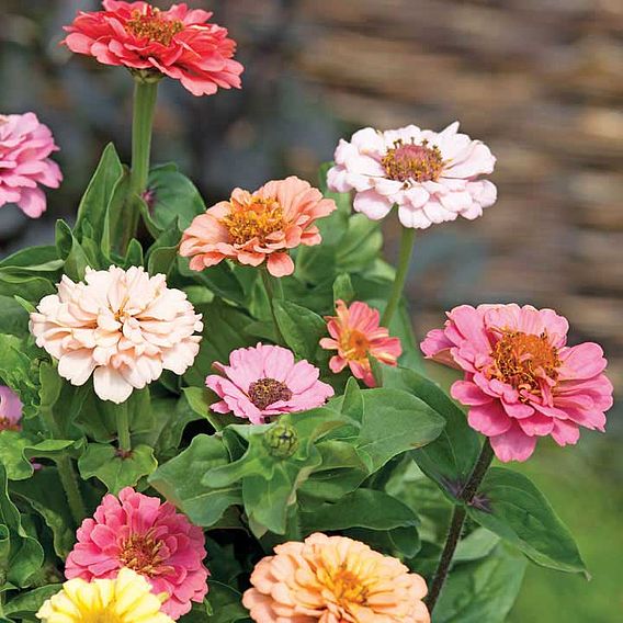 Zinnia 'Dobies Florist Pastels Mixed' - Seeds
