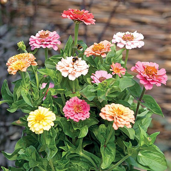 Zinnia 'Dobies Florist Pastels Mixed' - Seeds