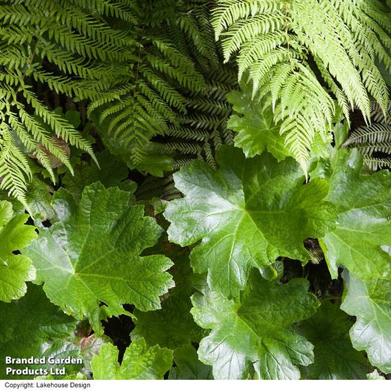 Darmera peltata (Marginal Aquatic)