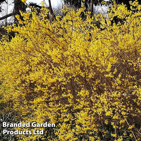 Forsythia x intermedia 'Spectabilis' (Hedging)