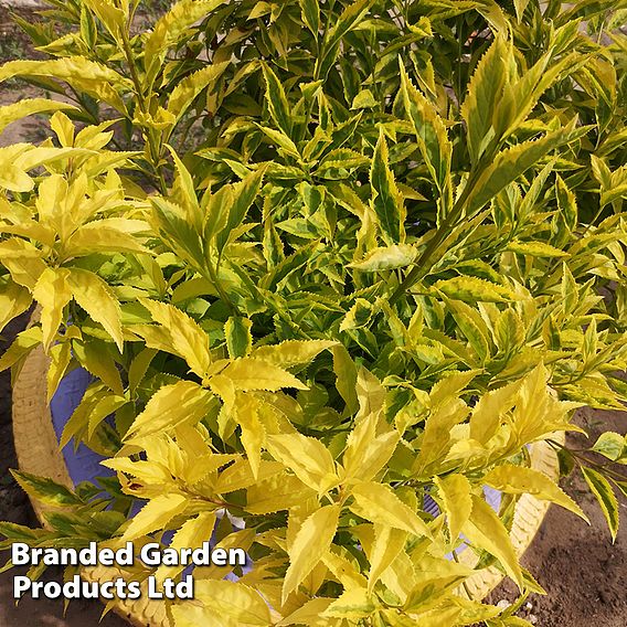 Forsythia x intermedia 'Lynwood Variety'