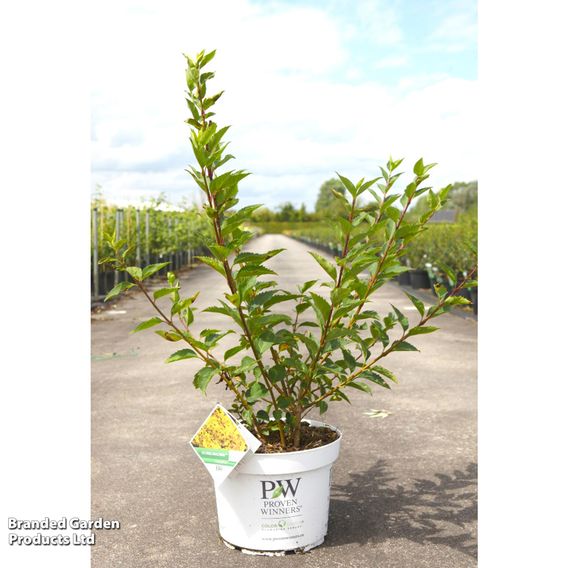 Forsythia koreana 'Flying Machine'