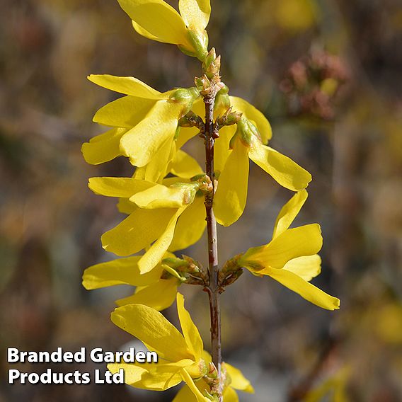 Forsythia x intermedia 'Spectabilis' (Hedging)