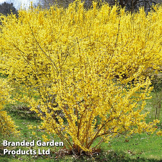 Forsythia x intermedia 'Spectabilis' (Hedging)