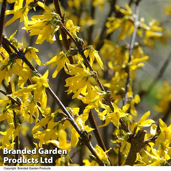 Forsythia intermedia