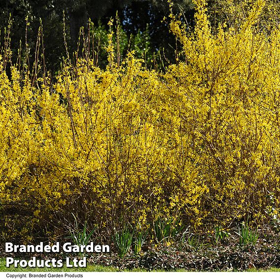 Forsythia intermedia