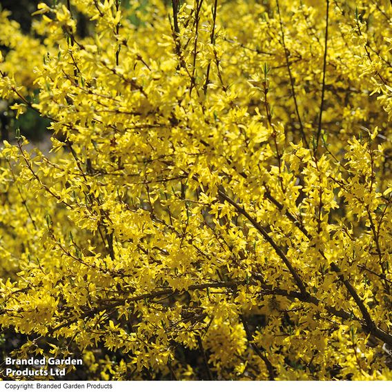 Spring Flowering Shrub Trio