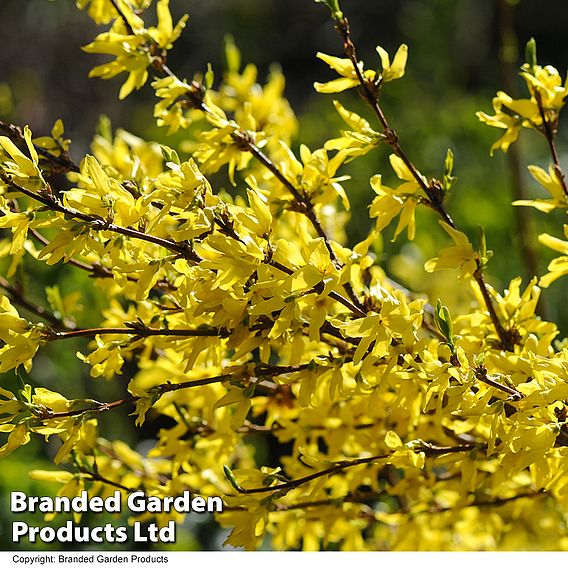 Forsythia intermedia