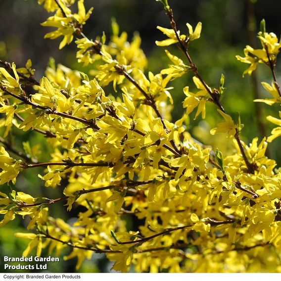 Spring Flowering Shrub Trio