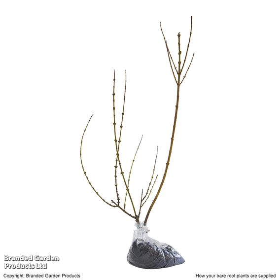 Spring Flowering Shrub Trio