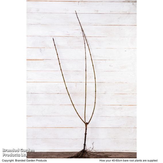 Forsythia intermedia