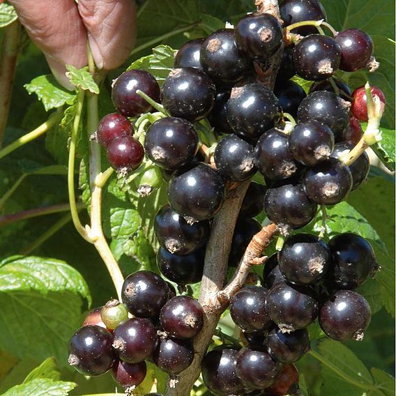 Blackcurrant 'Ebony'