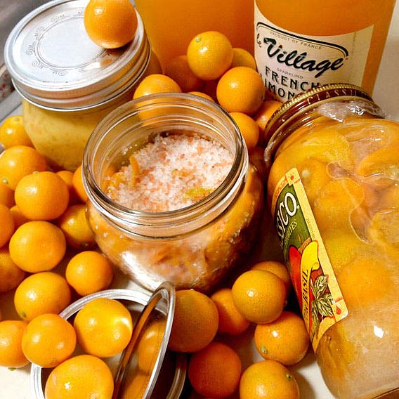 Calamondin Orange (Citrus Fruit)