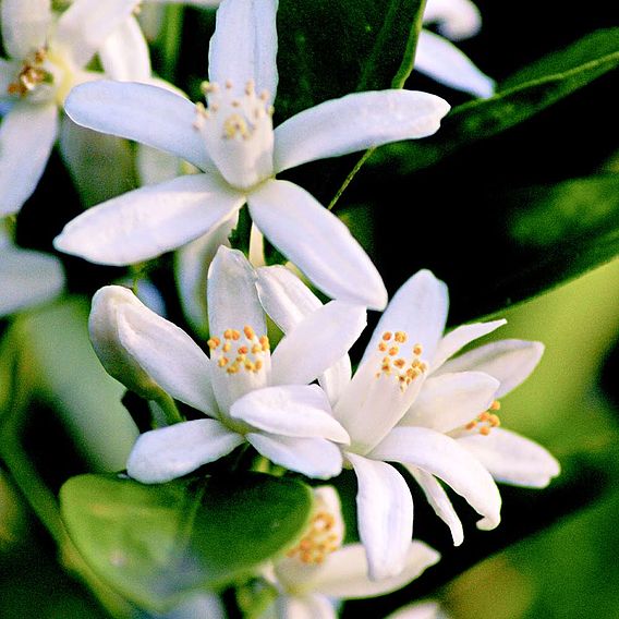 Calamondin Orange (Citrus Fruit)