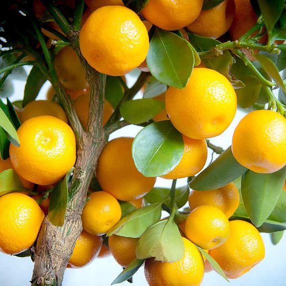 Calamondin Orange (Citrus Fruit)