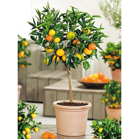 Citrus Plant - Orange