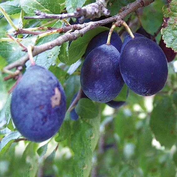 Damson Plum 'Merryweather'