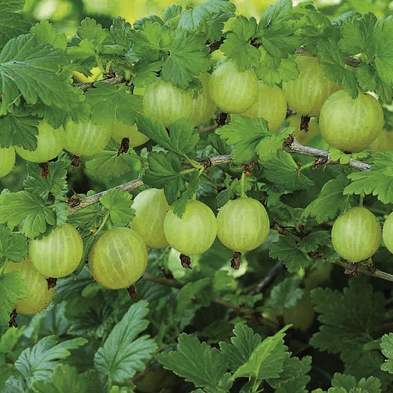 Gooseberry 'Invicta'