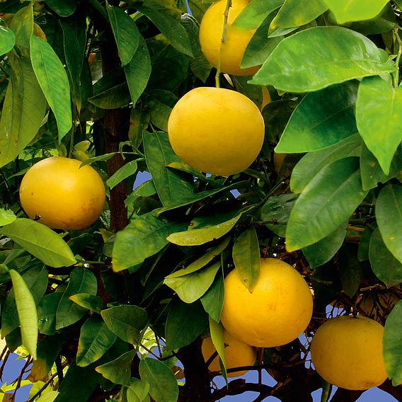 Citrus Plant - Grapefruit