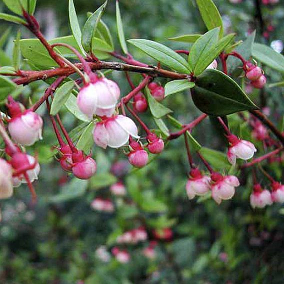 Chilean Guava 'KA-POW'