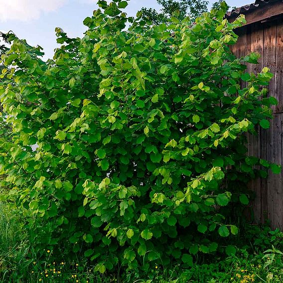 Truffle Tree - Hazel Kentish Cob