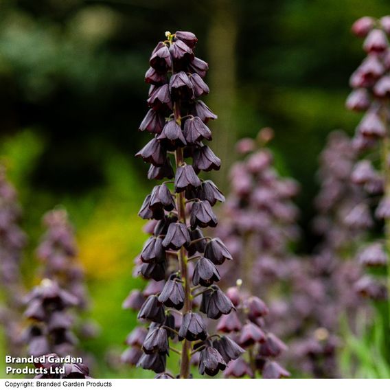 Fritillaria persica
