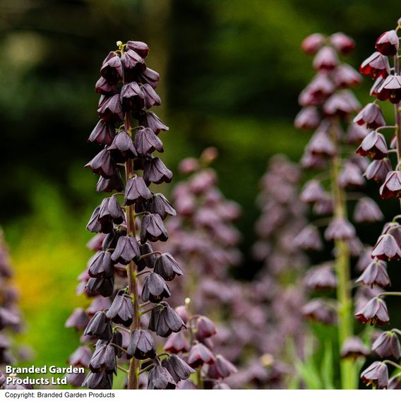 Fritillaria persica