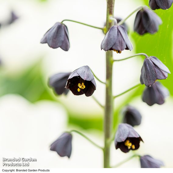 Fritillaria persica