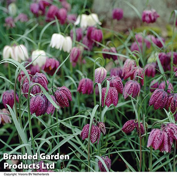 Fritillaria meleagris (Mixed)