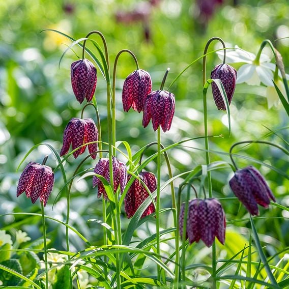 Fritillaria meleagris Mix