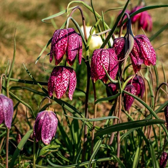 Fritillaria meleagris Mix