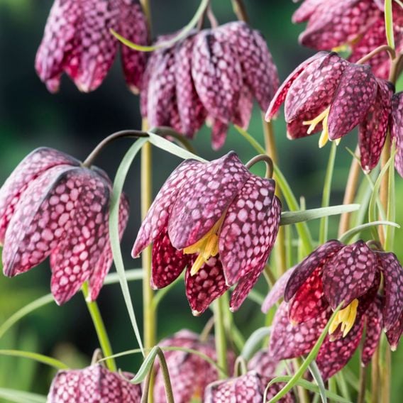 Fritillaria meleagris Mix