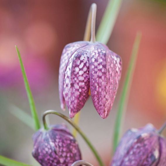 Fritillaria meleagris Mix
