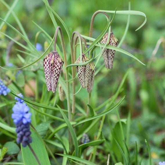 Fritillaria meleagris Mix