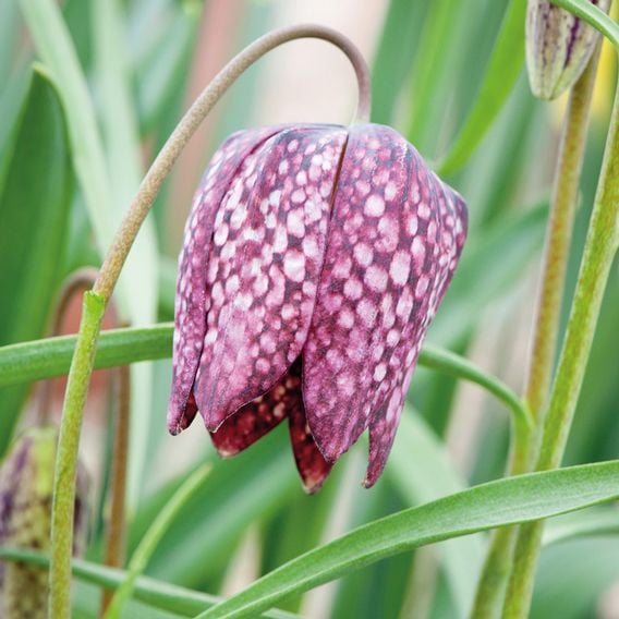 Fritillaria meleagris Mix