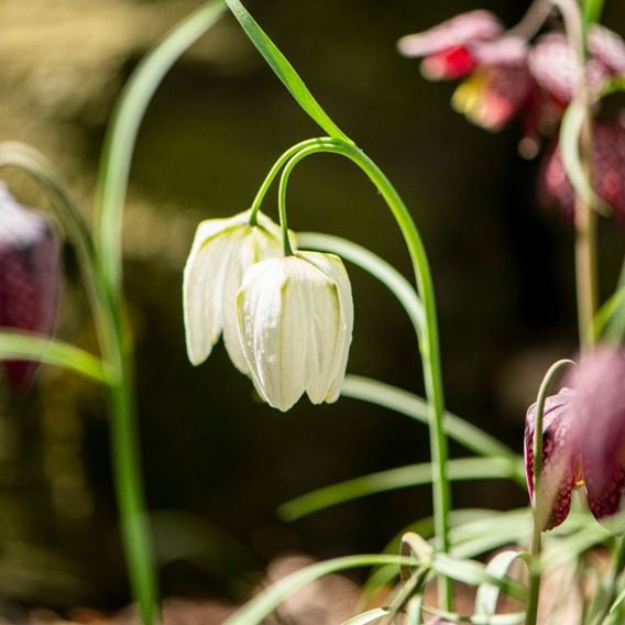 Fritillaria meleagris Mix