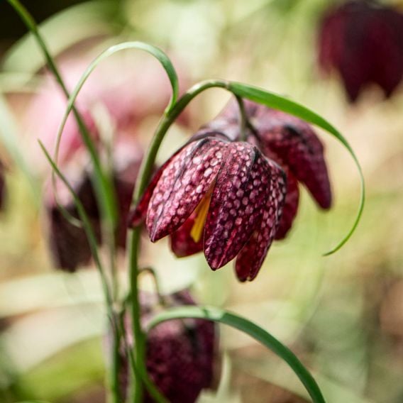 Fritillaria meleagris Mix