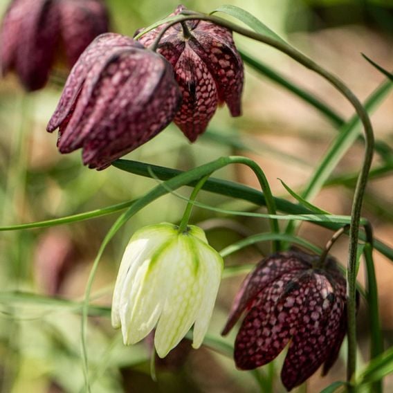 Fritillaria meleagris Mix