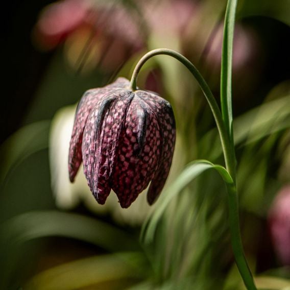 Fritillaria meleagris Mix