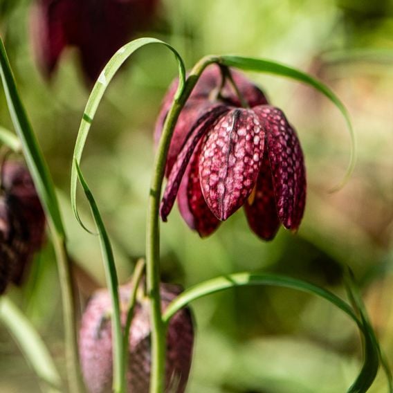 Fritillaria meleagris Mix